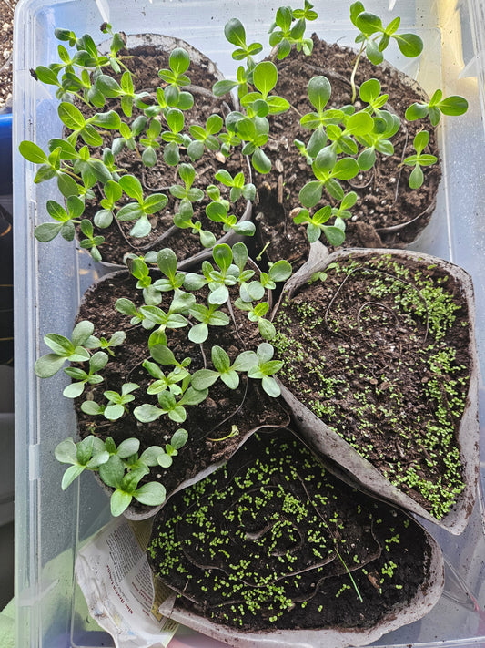 I Cut Up My Greenhouse! - Budelas